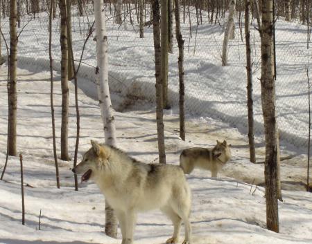 photo loups